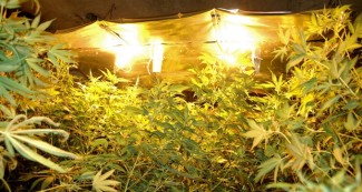 kannabisz