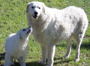 kuvasz