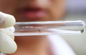 Zika vírus