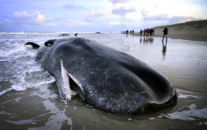 2016-01-13 08:20:32 TEXEL - Vijf potvissen zijn aangespoeld op het strand van het Texelse eiland. De dieren zijn dood. ANP REMKO DE WAAL