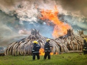 agyar égetés kenya