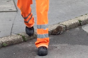 hvg patkány