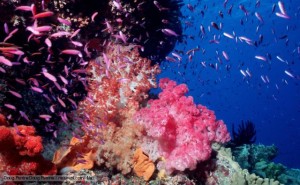 Soft coral seascape {Dendronephthya genus} with Fairy basslets (anthias) Pixie Pinnacle, Ribbon Reefs, Great Barrier Reef, Australia