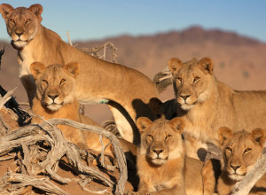 NAMIBIA - Five female lions standing/lying on sand branches, with hills and blue sky in the background. (Photo Credit: ORF-Enterprise GmbH & Co/ Will & Liane Steenkamp)