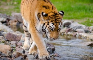 tigris